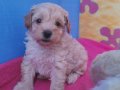 TEACUP MİNİ POODLE YAVRULARIMIZ ÜCRETSİZ DEĞİLDİR 