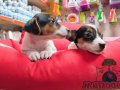 KISA BACAK JACK RUSSELL YAVRULARIMIZ ÜCRETSİZ DEĞİLDİR 