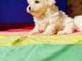 Türünün en güzel ve sevimli olan Maltese terrier yavruları