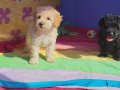 A KALİTE KORE KAN TOY POODLE YAVRULAR 