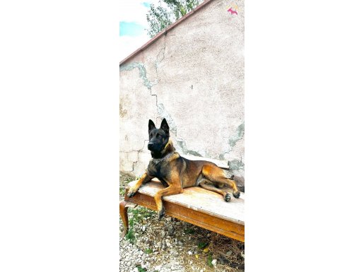 Safkan hırs küğü belçika malinois yavruları