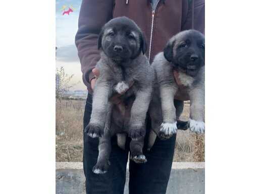 uygun fiyat A kalite saf kangal köpekleri yavru ve yetişkin 