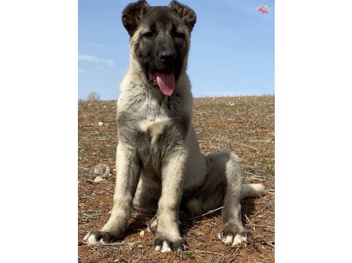 A kalite 1. Sınıf kangal yavruları için irtibata geçebilirsi