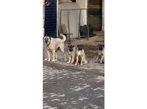 Safkan orijinal kangal köpekleri ve yavruları