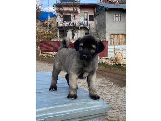 A kalite uygun fiyat Kangal köpeği yavruları 