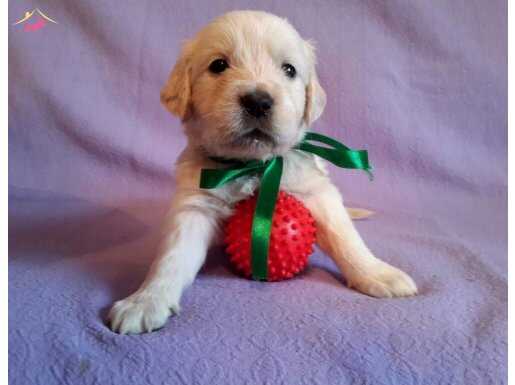 Baby face ırk ve sağlık garantili golden retriever yavruları