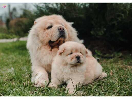 Ayı surat chow chow (çin aslanı) yavrularım