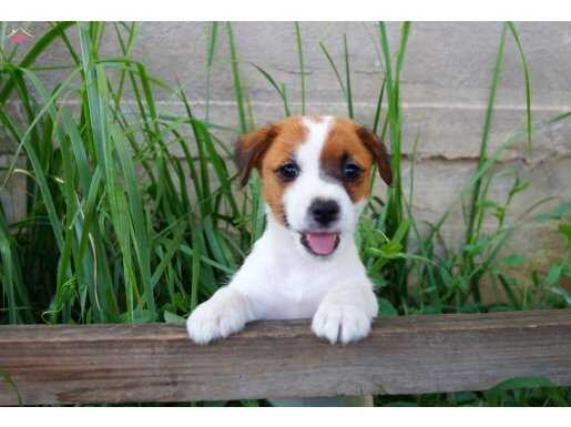 Kısa bacak av köpeği jack Russel yavrularım