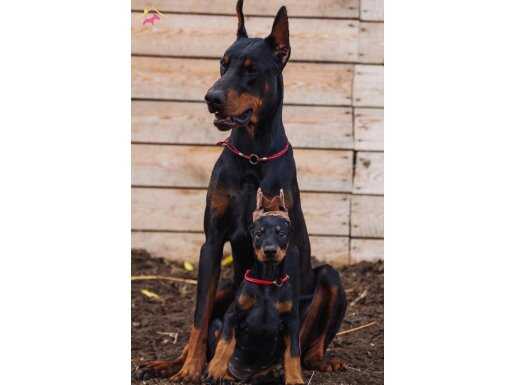 IRKININ EN ASİLİ DOBERMAN YAVRULARIM