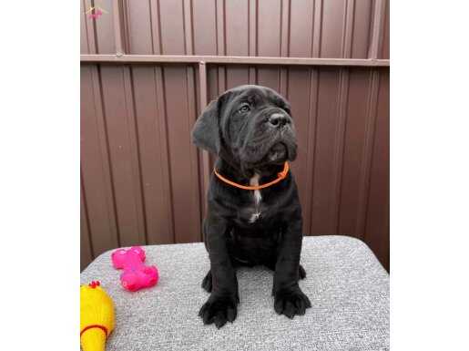 MUHTEŞEM IRK GARANTİLİ CANE CORSO YAVRULARIM