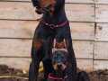 IRKININ EN ASİLİ DOBERMAN YAVRULARIM