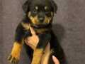 IRK VE SAĞLIK GARANTİLİ ROTTWEILER YAVRULARIM 