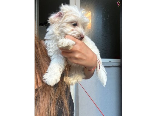 3 aylık maltipoo