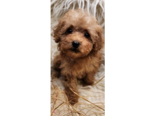 Veteriner teknikerinden dişi toy poodle 