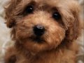 Veteriner teknikerinden dişi toy poodle 