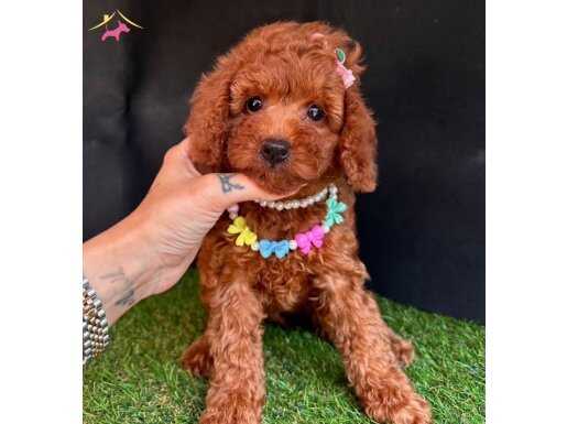 ORİJİNAL RED BROWN TOY BOY POODLE BEBEKLER