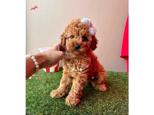 KORENİN BİRİCİK GÜZELLİĞİ TOY POODLE BEBEKLER