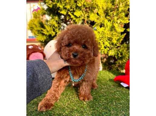 WC EĞİTİMLİ KORENİN MİNİCK TOY POODLE BEBEKLERİ