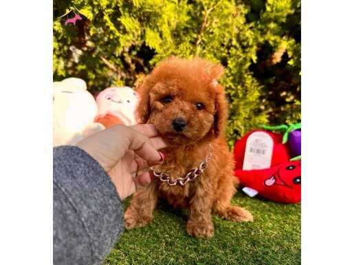 WC EĞİTİMLİ ORİJİNAL TOY POODLE BEBEKLERİMİZ