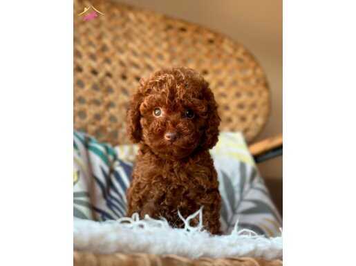 ALEXİN MİNNAK TOY POODLE BEBEKLERİ