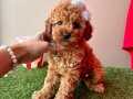 KORENİN BİRİCİK GÜZELLİĞİ TOY POODLE BEBEKLER