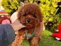 WC EĞİTİMLİ KORENİN MİNİCK TOY POODLE BEBEKLERİ