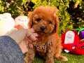 WC EĞİTİMLİ ORİJİNAL TOY POODLE BEBEKLERİMİZ