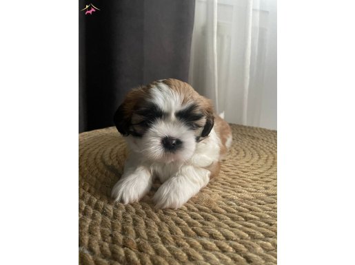 Shihtzu yavrumuz 52 günlük dişi teslime hazır