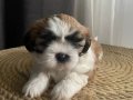 Shihtzu yavrumuz 52 günlük dişi teslime hazır