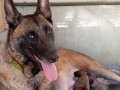 Tam orijinal Belçika Kurdu (Malinois)Yavruları 