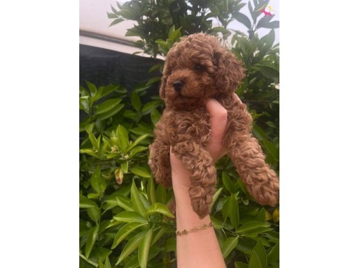 EV ORTAMINDA BİRBİRİNDEN TATLI TOY POODLE YAVRULARIMIZ