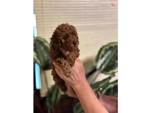 BİRBİRİNDEN TATLI EV ORTAMINDA BÜYÜMÜŞ TOY POODLE YAVRULAR