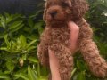 EV ORTAMINDA BİRBİRİNDEN TATLI TOY POODLE YAVRULARIMIZ