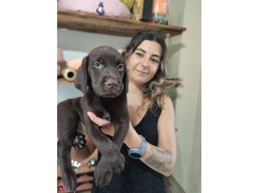 CHOCOLOTE VE BLACK LABRADOR RETRİEVER ASİLLERİ