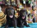 CHOCOLOTE LABRADOR RETRİEVER IRK GÜZELİ