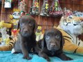 CHOCOLOTE LABRADOR RETRİEVER IRK GÜZELİ 