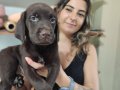 CHOCOLOTE VE BLACK LABRADOR RETRİEVER ASİLLERİ