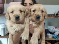 BEBEKSİ SURAT AİLE KÖPEĞİ GOLDEN RETRİEVER 