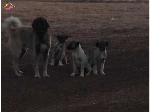 Hakiki karabaş Kangal yavruları