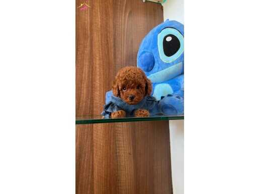 Show Kalite Toy Poodle Yavruları