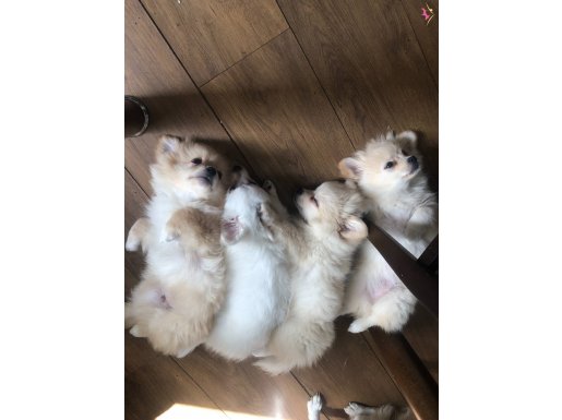 Pomeranian pofuduk yavruları 