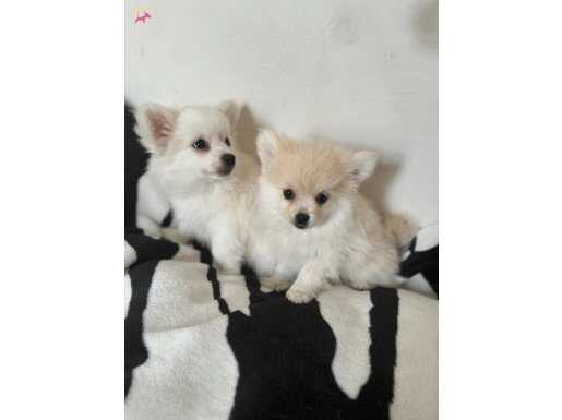 Pomeranian spitz pofuduk yavruları 