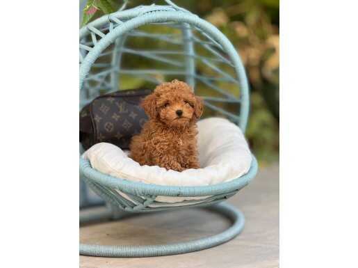 A KALİTE TOY POODLE BEBEKLER