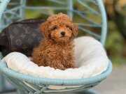 A KALİTE TOY POODLE BEBEKLER