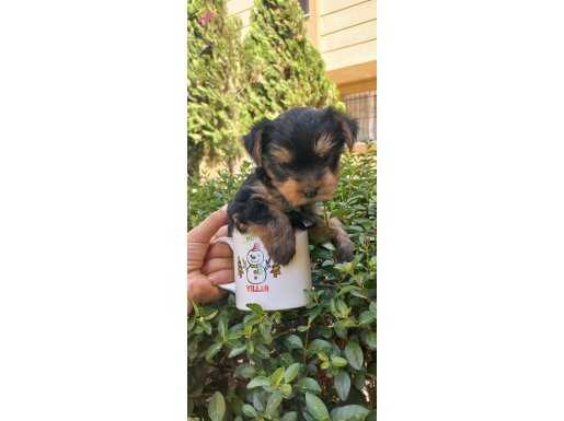 mini yorkshire terrier bebekler 