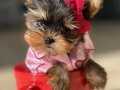 Antalya Tea cup yorkshire terrier bebekler