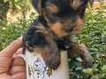 mini yorkshire terrier bebekler 