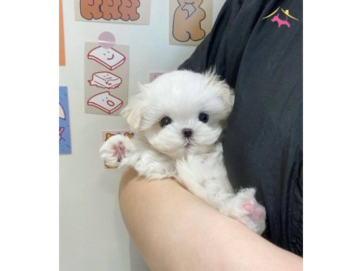 Teacup maltese bebeklerimiz