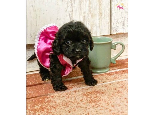 TEA CUP POODLE AYARINDA