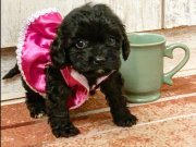 TEA CUP POODLE AYARINDA